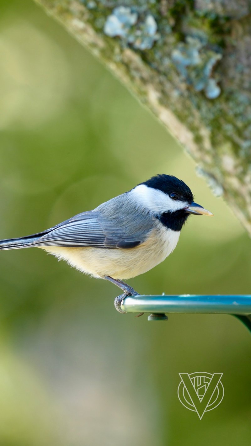 Chirp photo