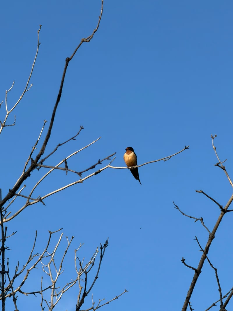 Chirp photo