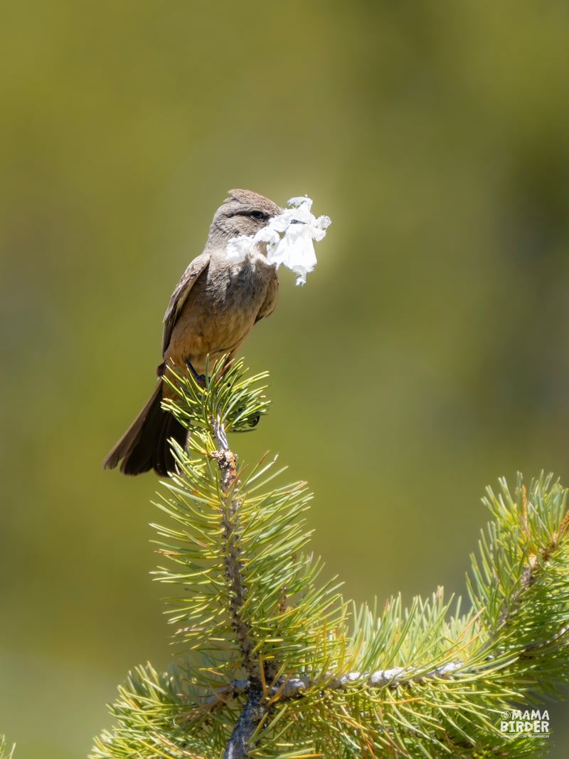 Chirp photo