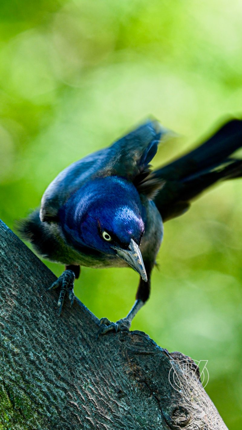 Chirp photo