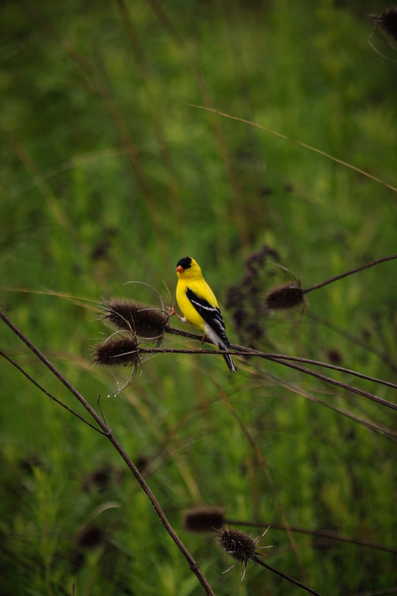 Chirp photo