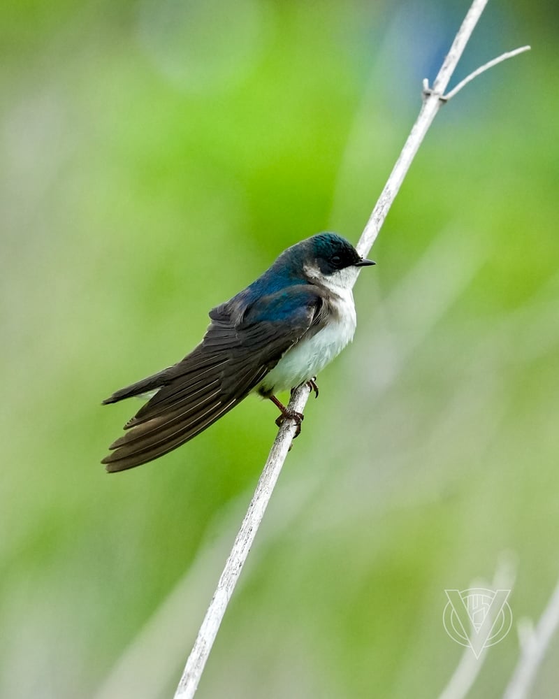 Chirp photo