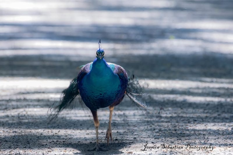 Chirp photo