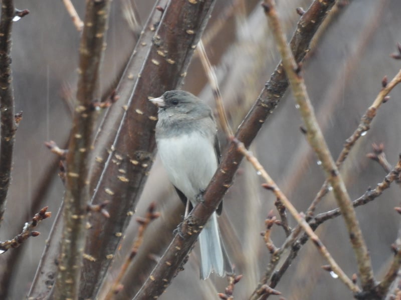 Chirp photo