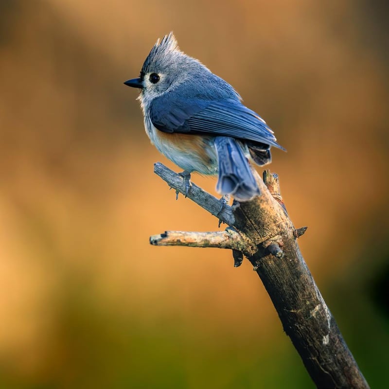 Chirp photo