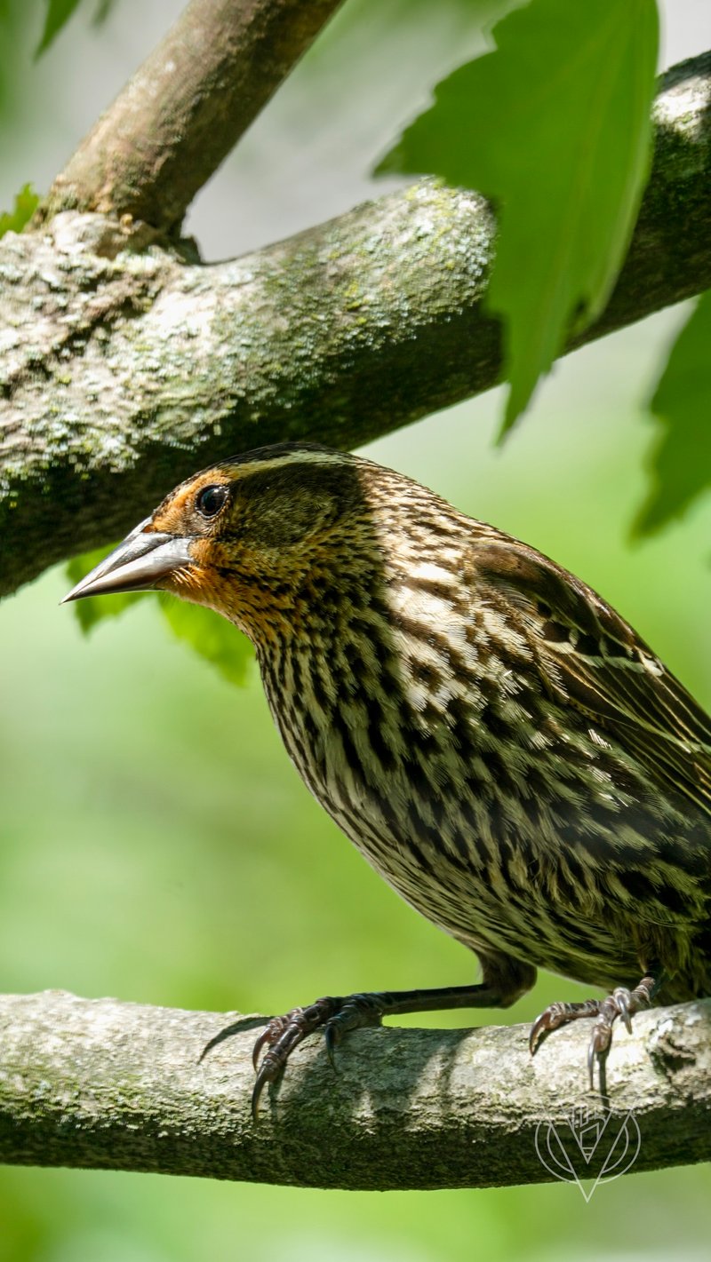 Chirp photo