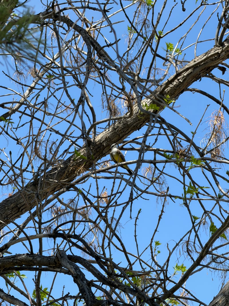 Chirp photo