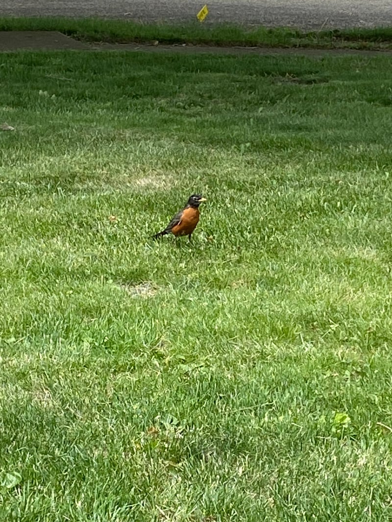 Chirp photo