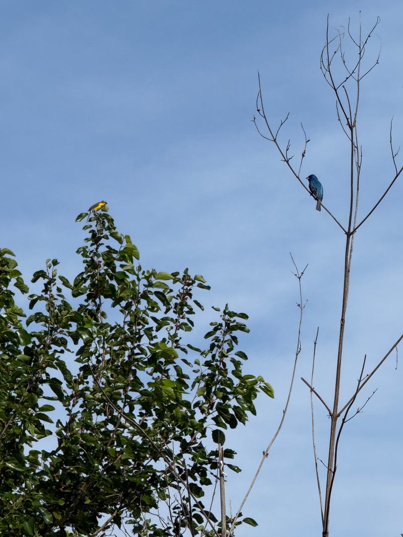 Chirp photo