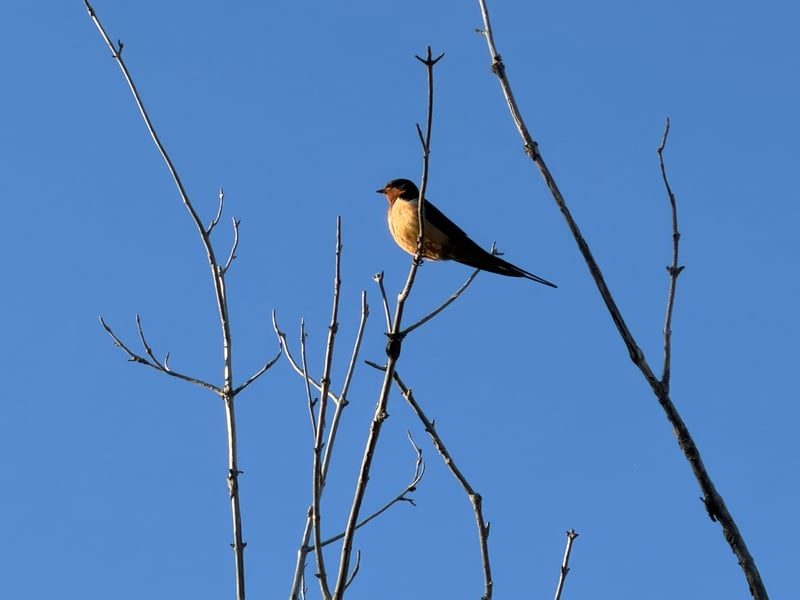 Chirp photo