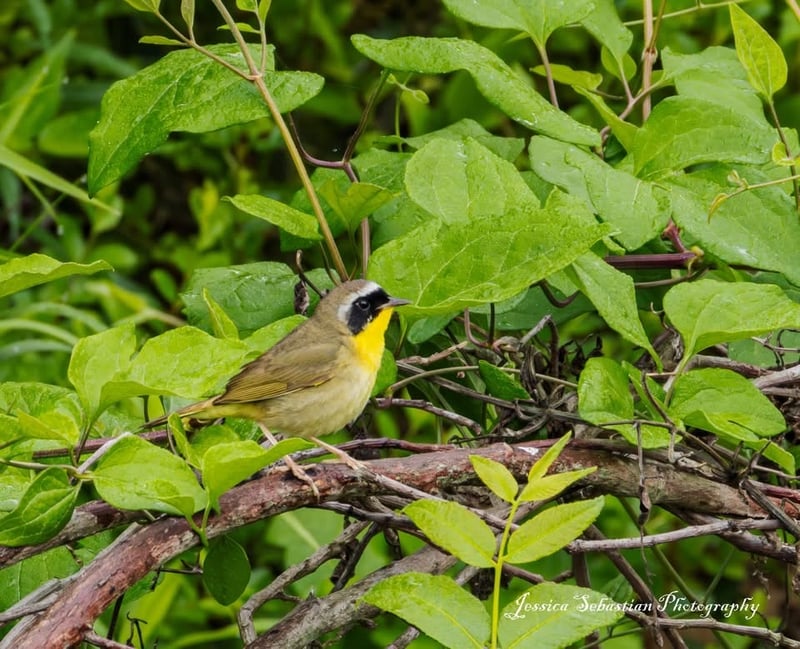 Chirp photo