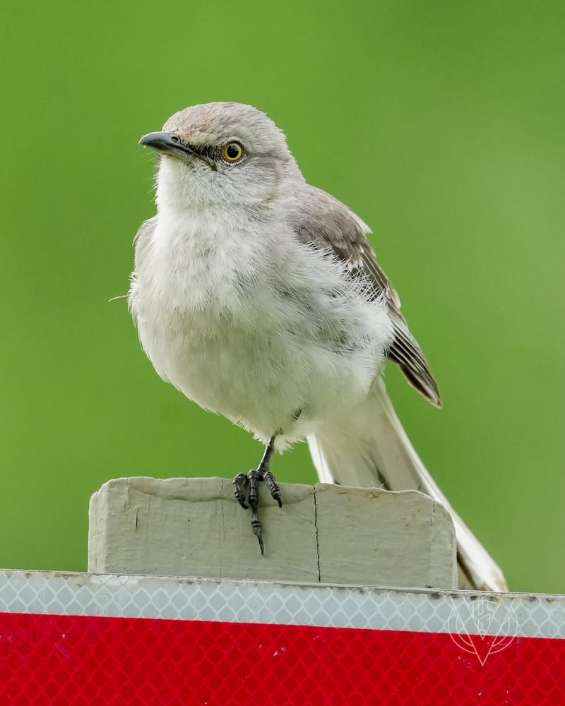 Chirp photo