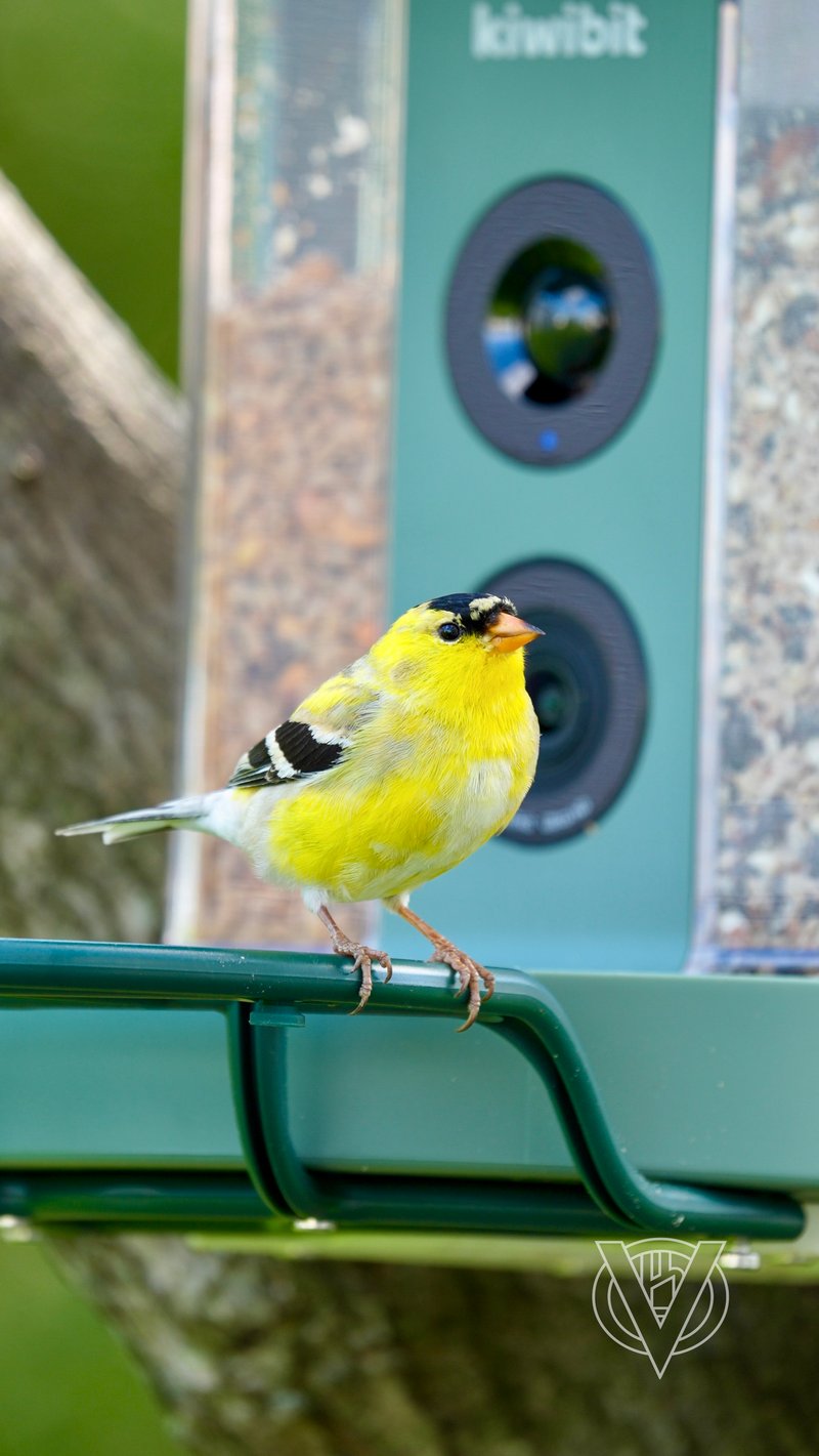 Chirp photo