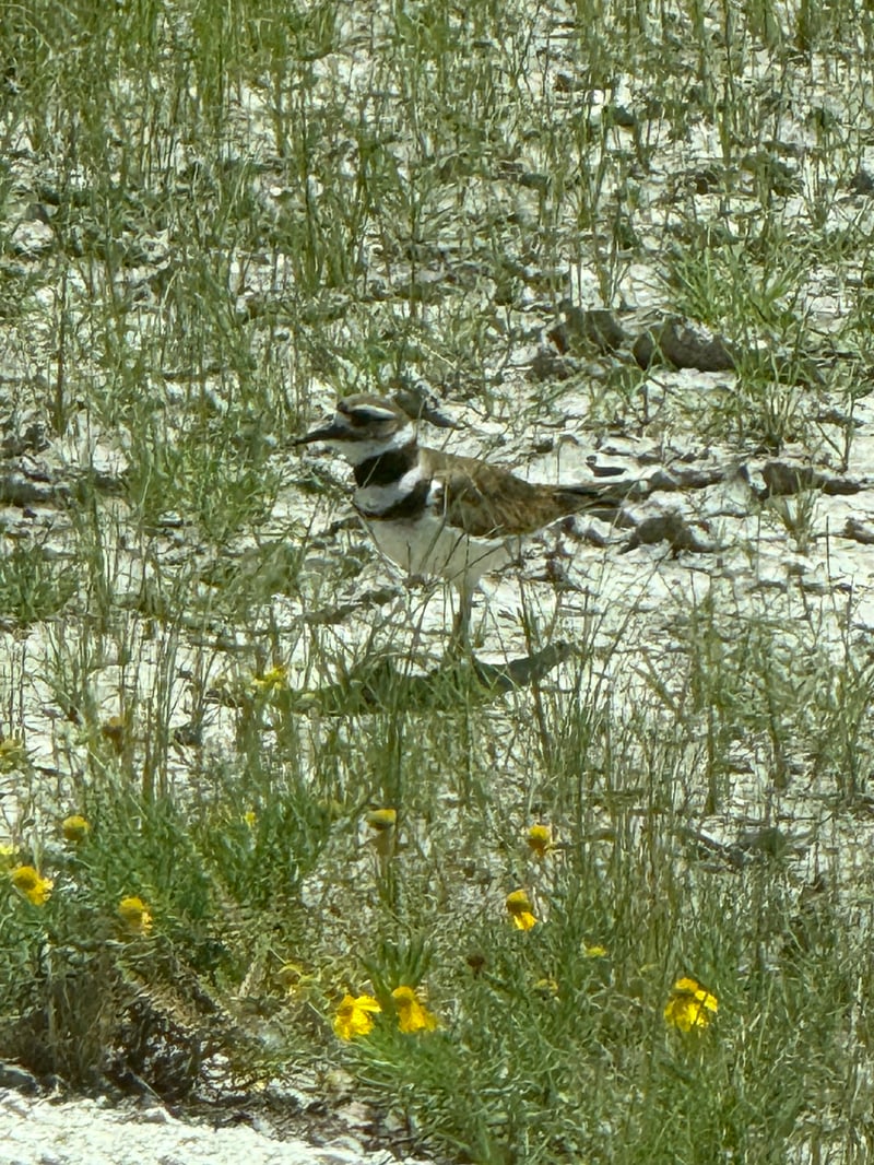Chirp photo