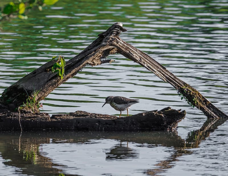 Spotted Sandpiper