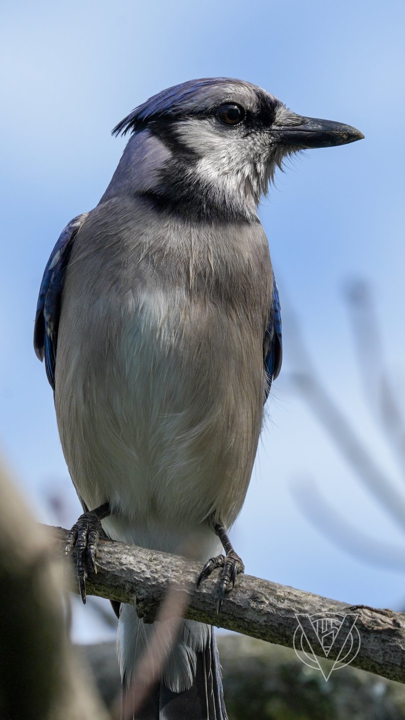 Chirp photo