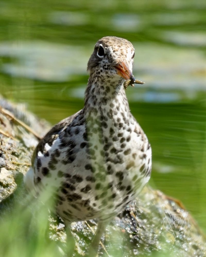 Chirp photo