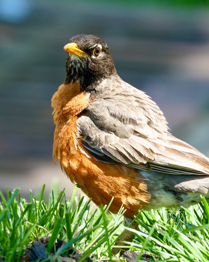Chirp photo