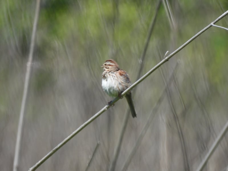 Chirp photo