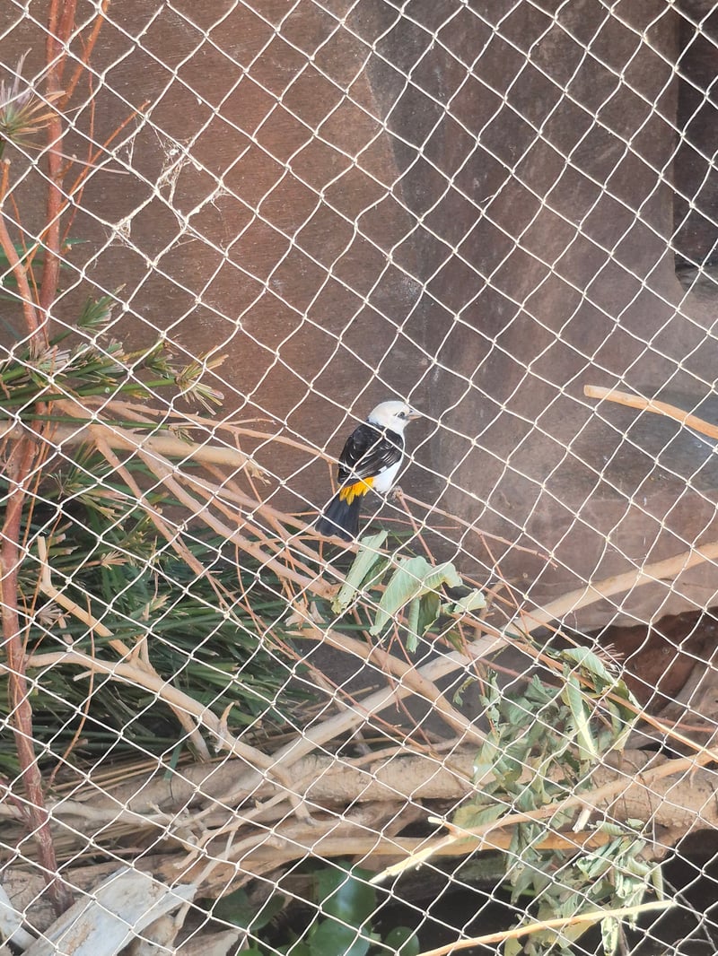 Chirp photo