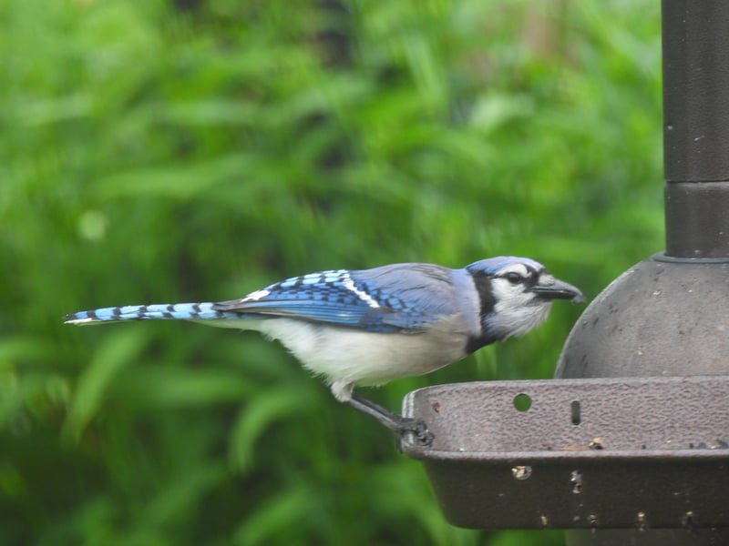 Chirp photo
