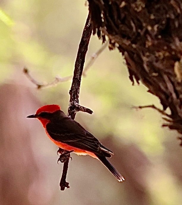 Chirp photo