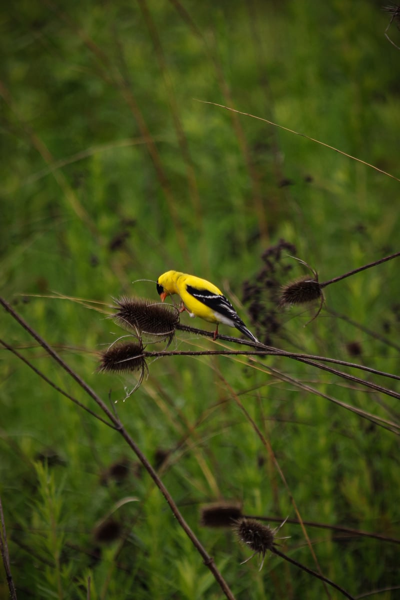 Chirp photo