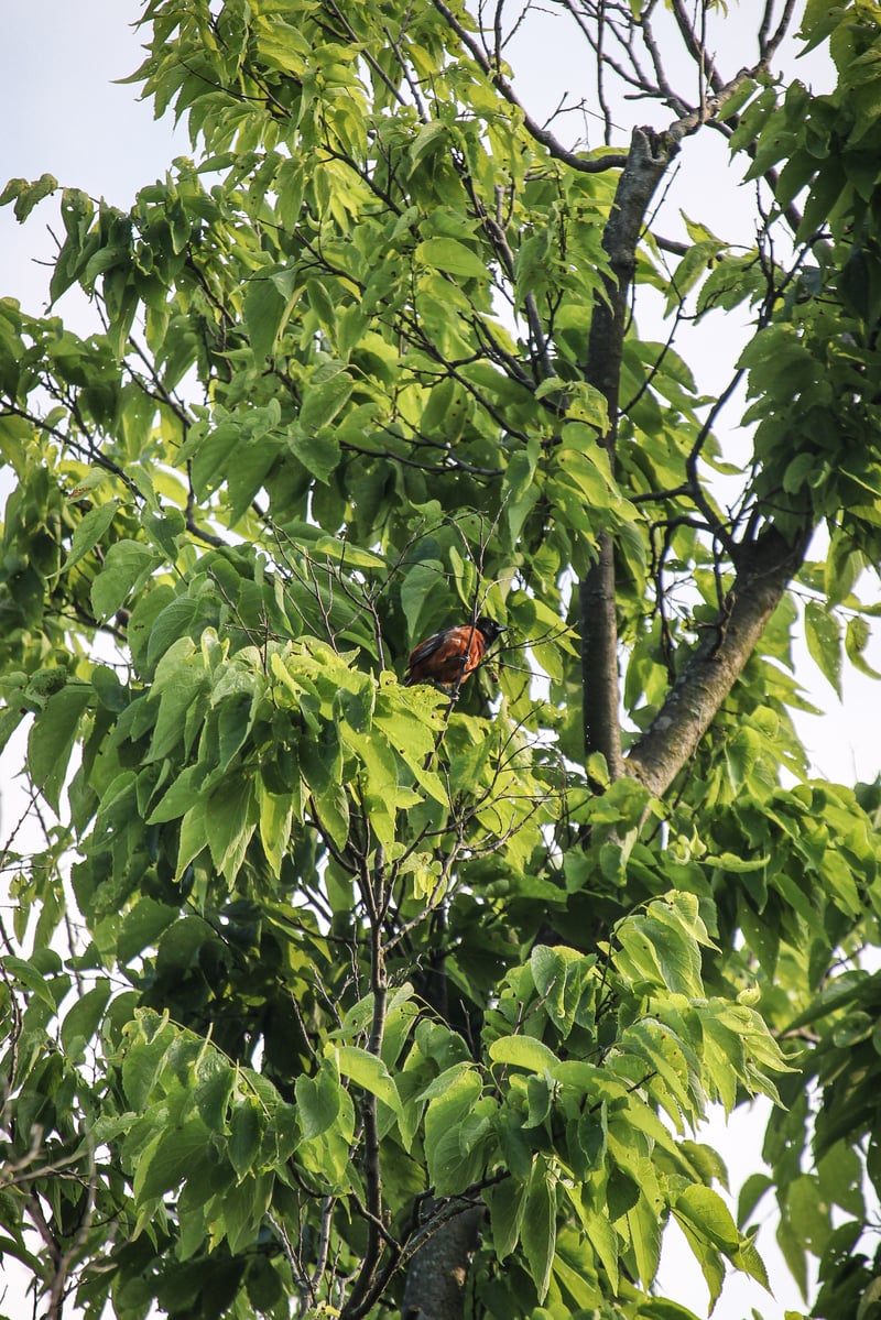 Chirp photo