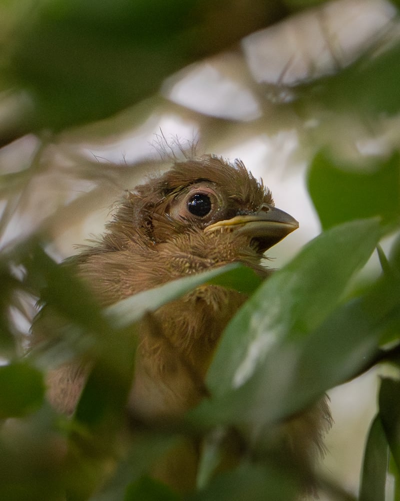Chirp photo