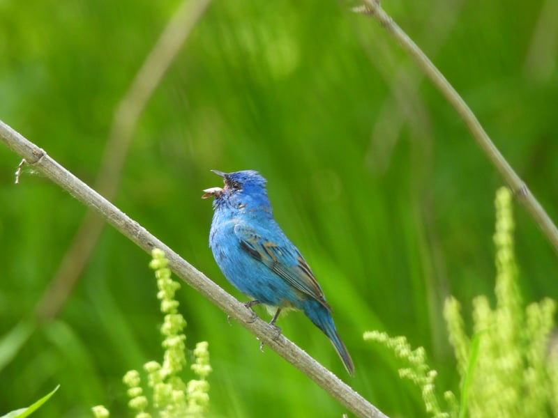 Chirp photo