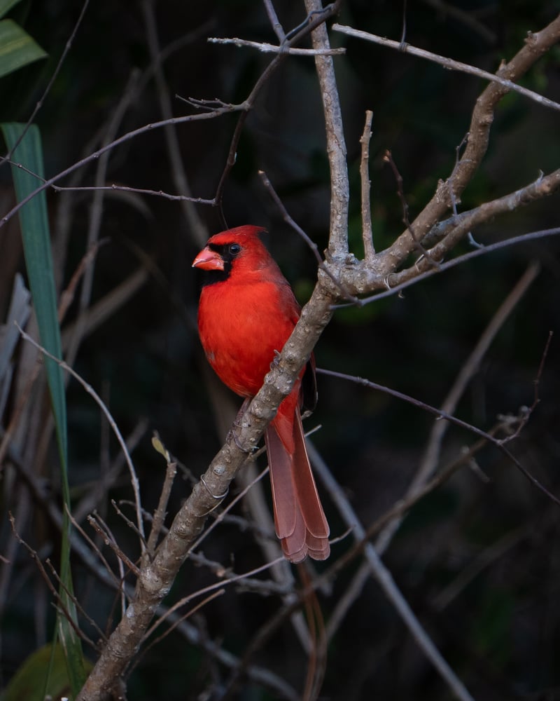 Chirp photo