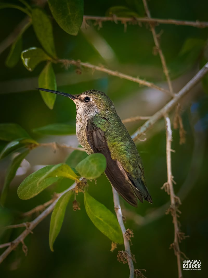 Chirp photo