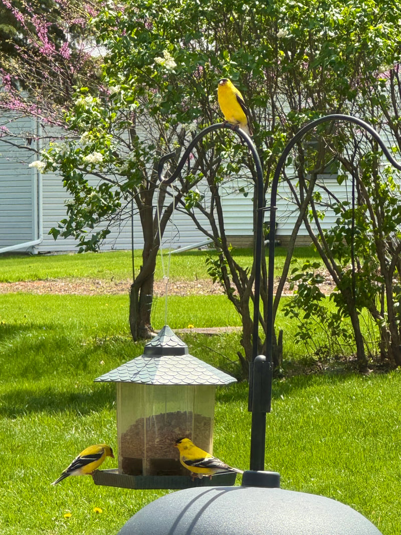Chirp photo