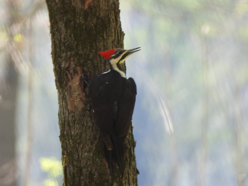 Chirp photo