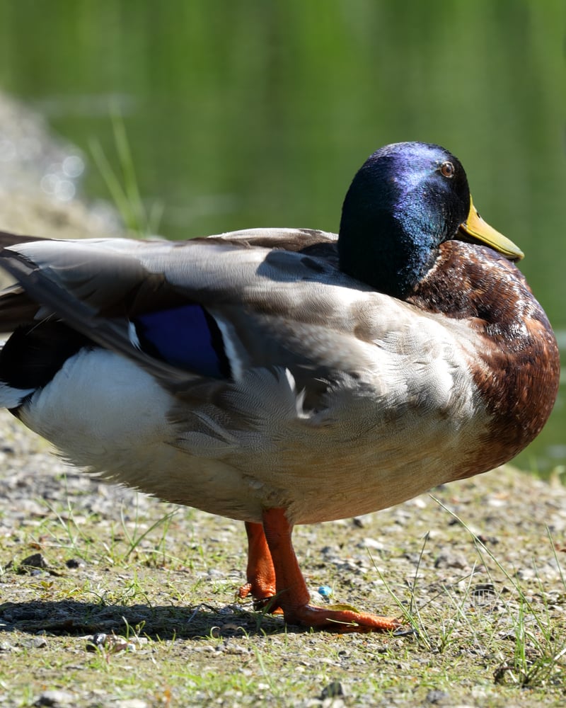 Chirp photo