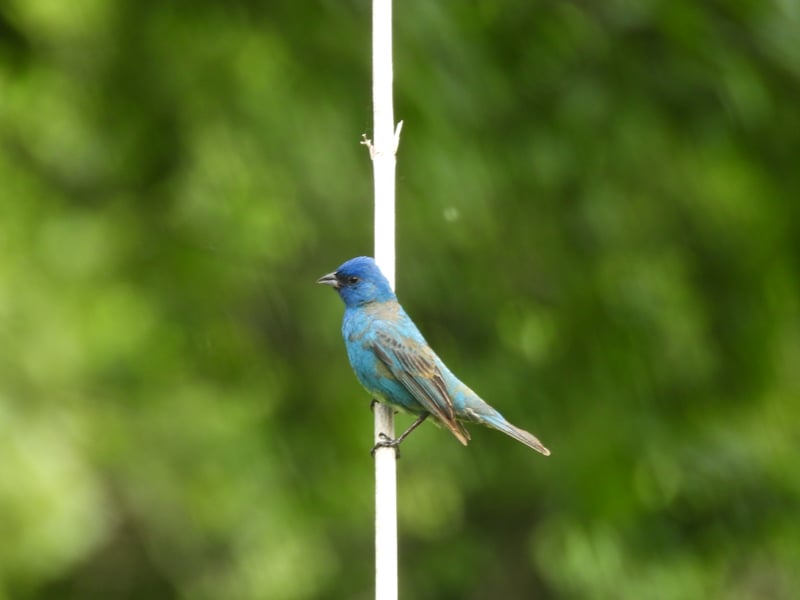 Indigo Bunting