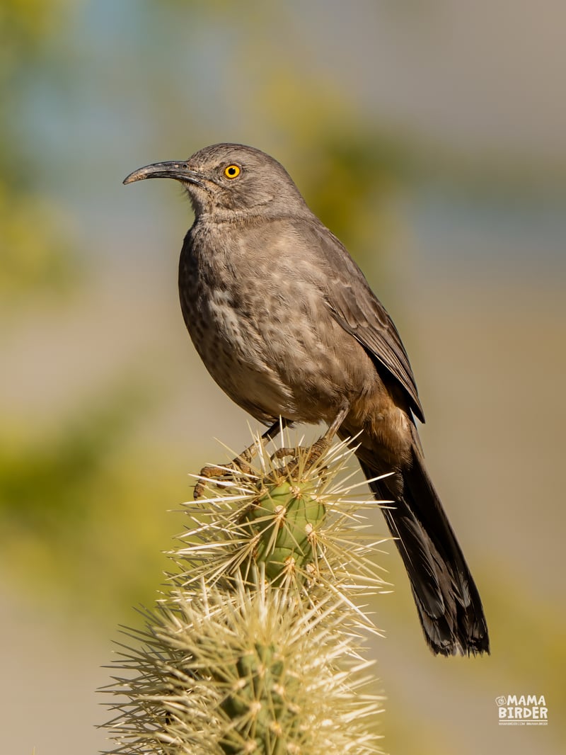 Chirp photo
