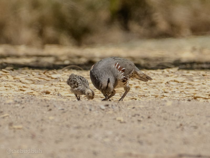 Chirp photo