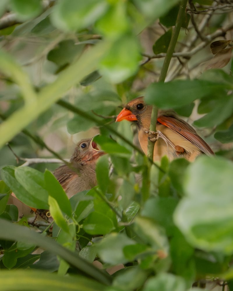 Chirp photo
