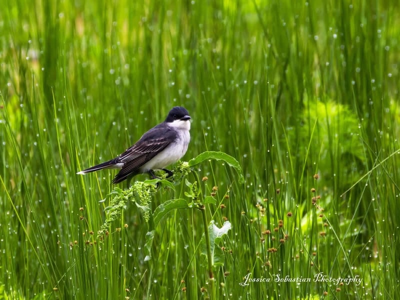 Chirp photo