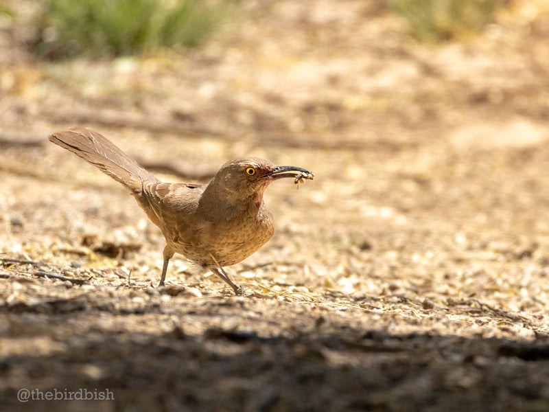 Chirp photo