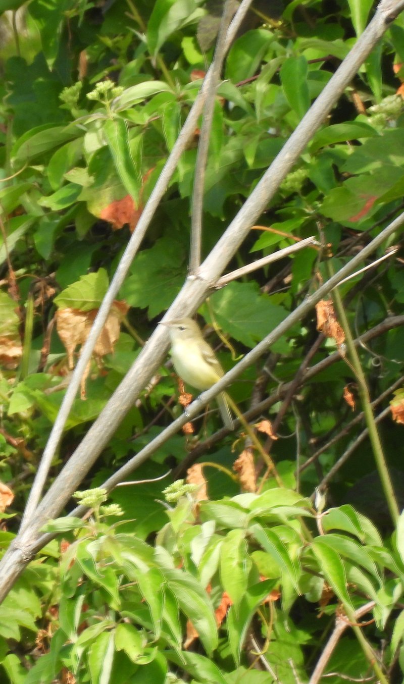 Philadelphia Vireo