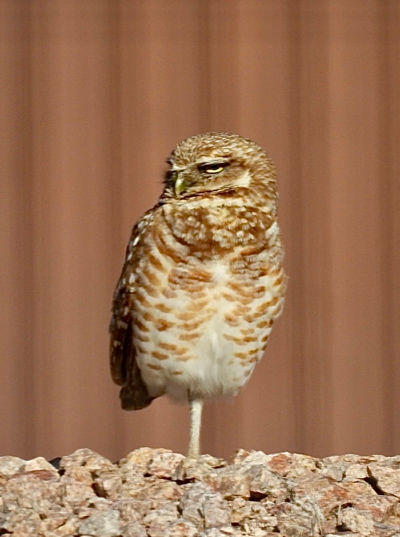 Chirp photo
