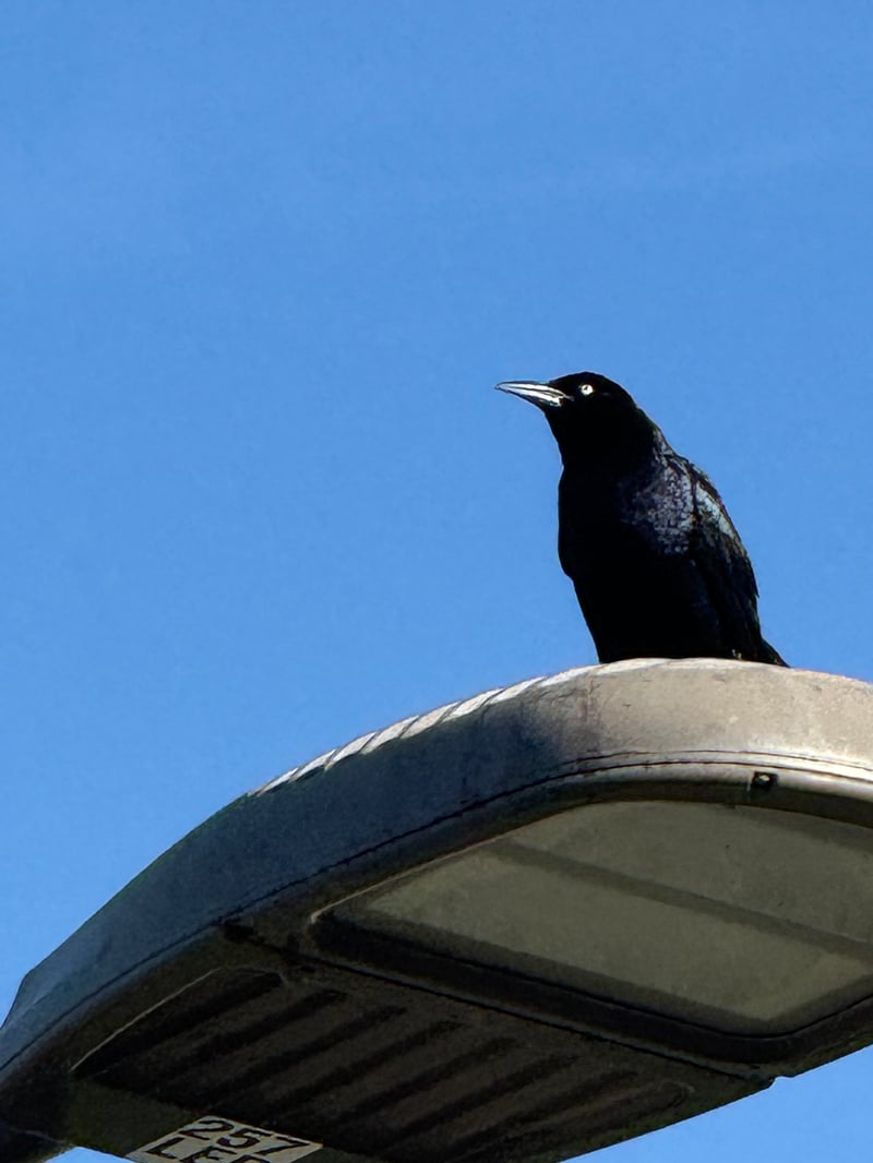 Chirp photo