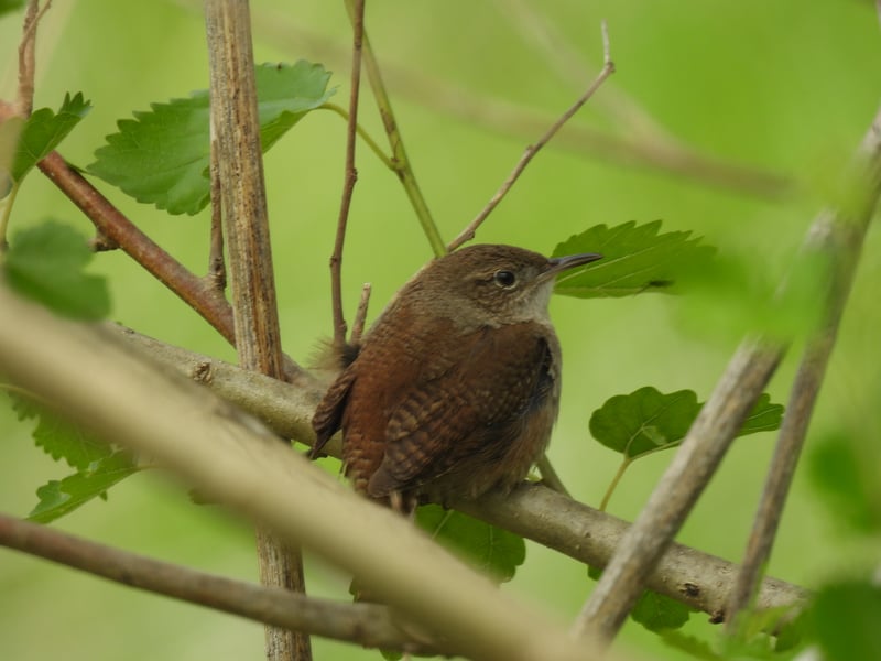 Chirp photo
