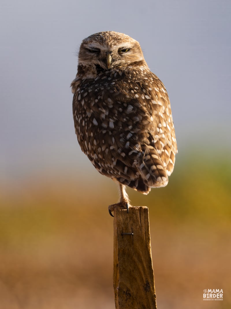 Chirp photo