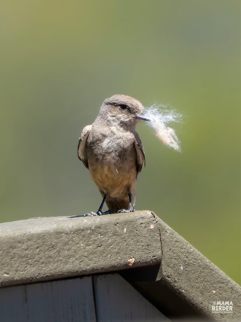 Chirp photo