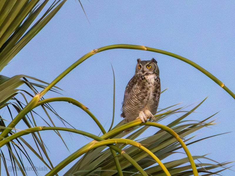 Chirp photo