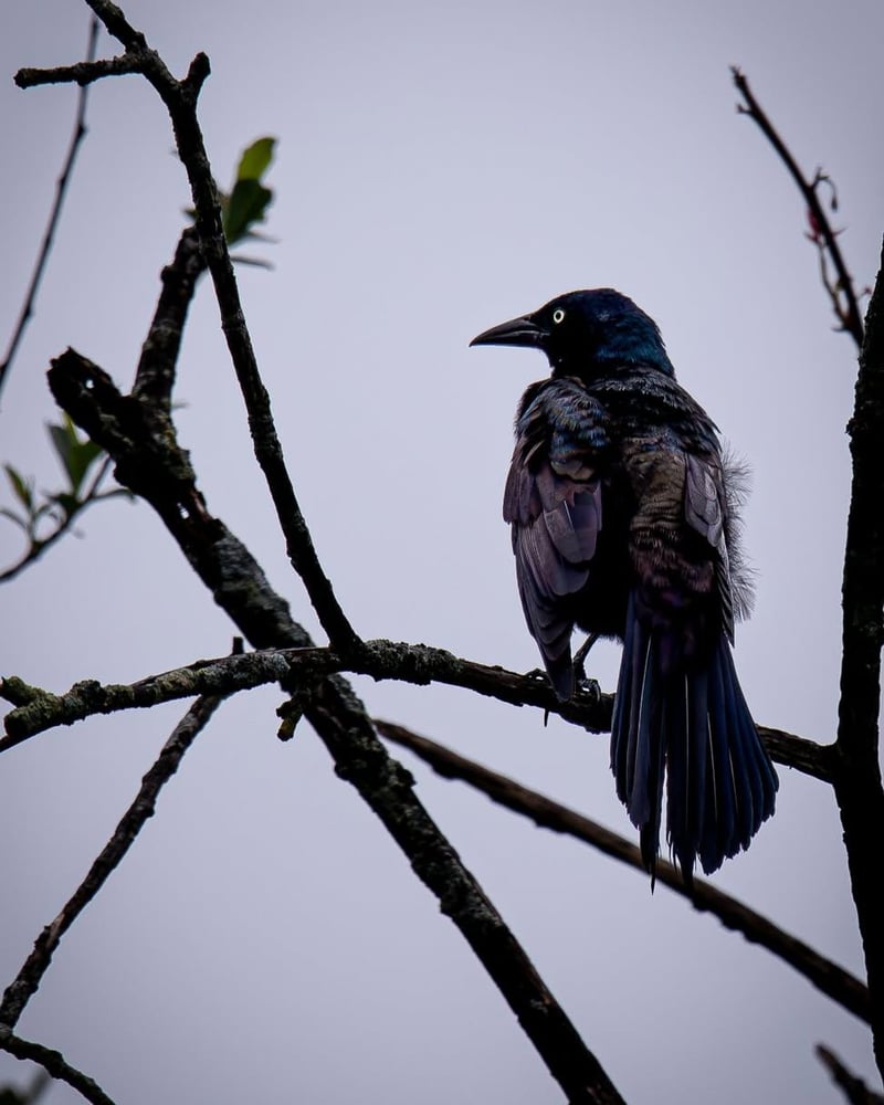 Chirp photo