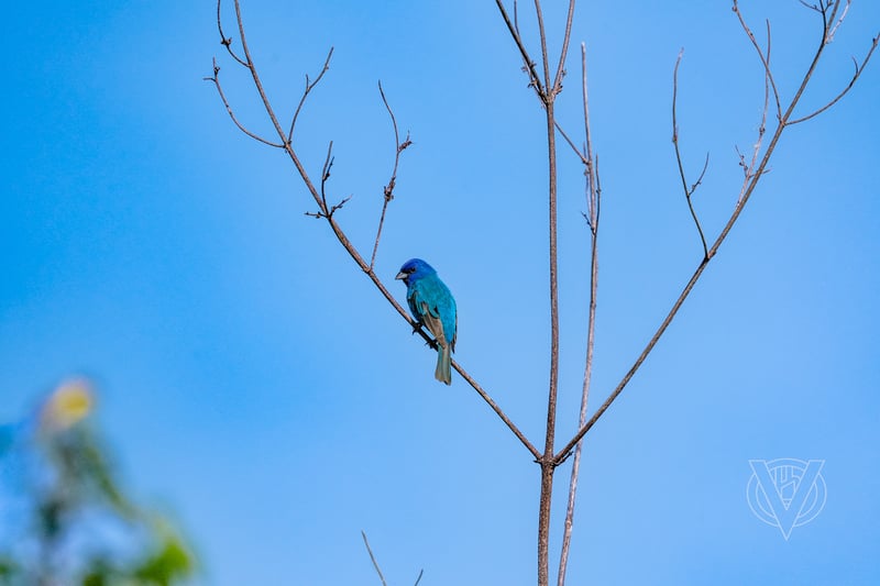 Chirp photo